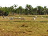 Pictures from Gambia