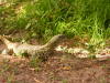 Pictures from Gambia