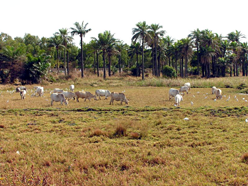 Pictures from Gambia