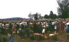 Pictures from Kenia