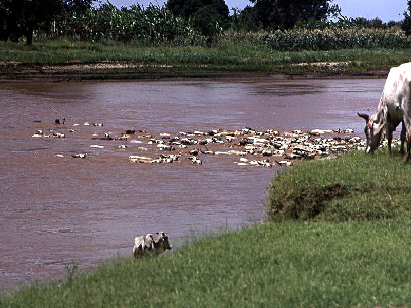 Pictures from Kenia
