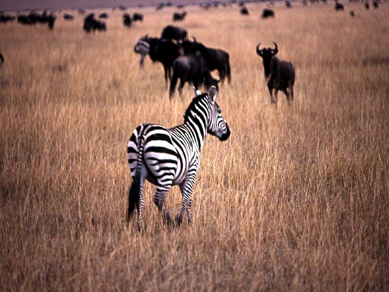 Pictures from Kenia
