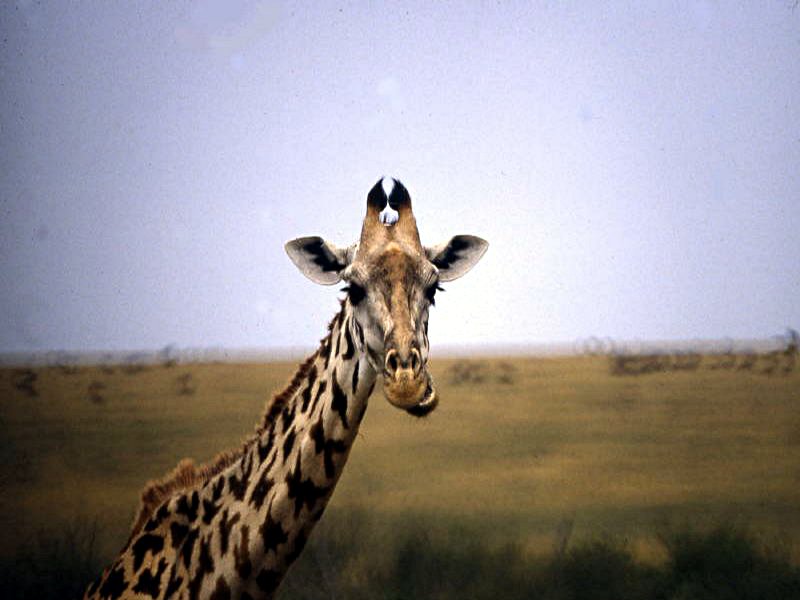 Pictures from Kenia