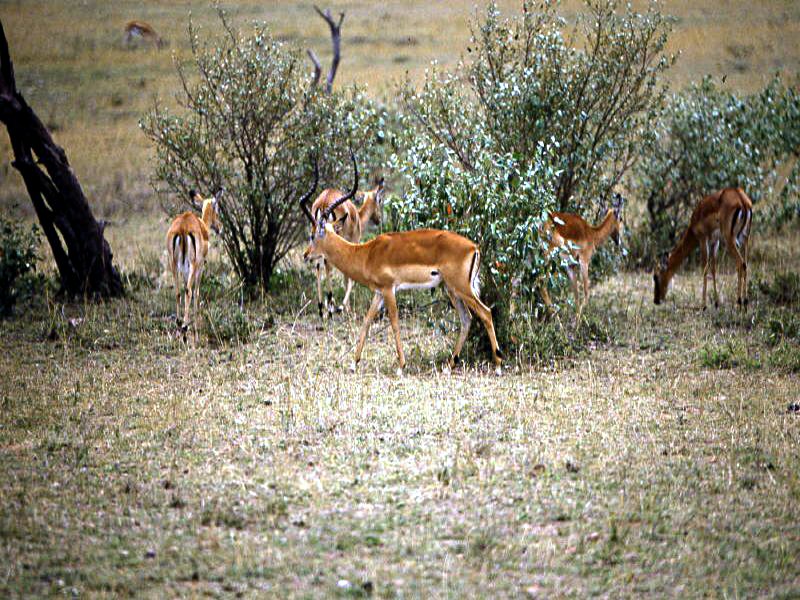 Pictures from Kenia