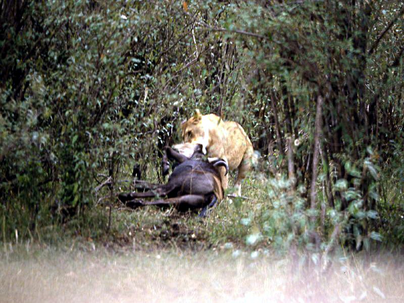 Pictures from Kenia