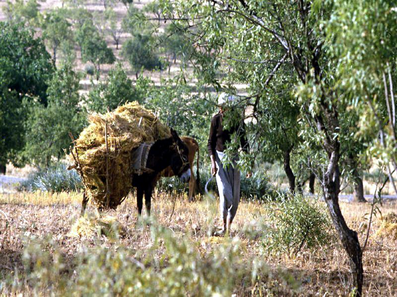 Pictures from Morocco