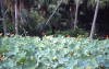 Pictures from Mauritius
