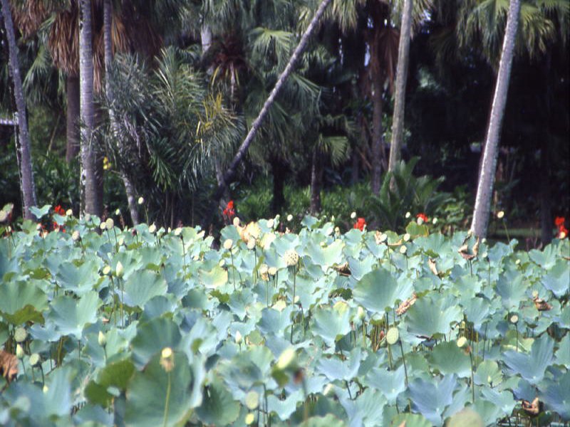 Pictures from Mauritius