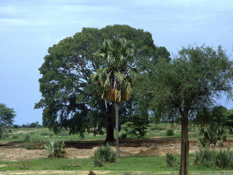 Pictures from Sudan