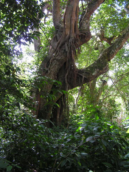 pictures from Uganda