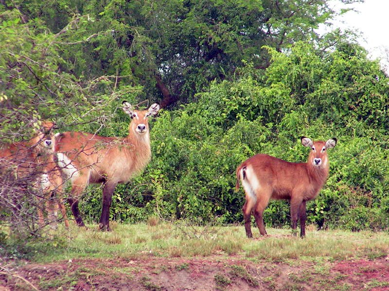 pictures from Uganda