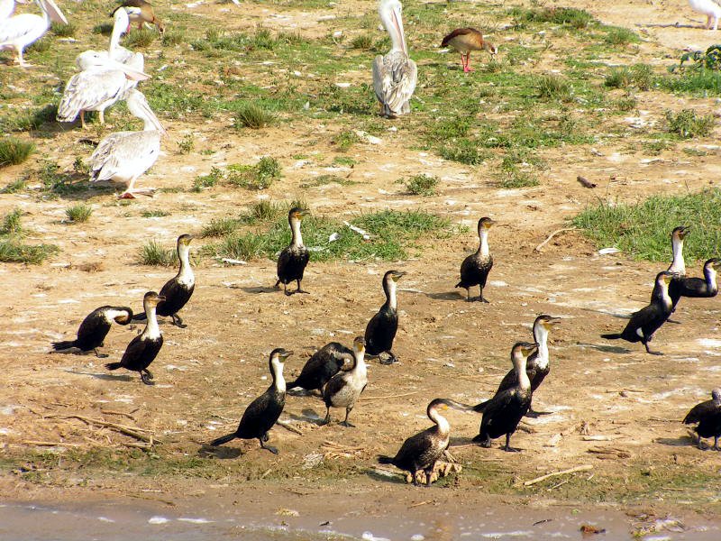 pictures from Uganda