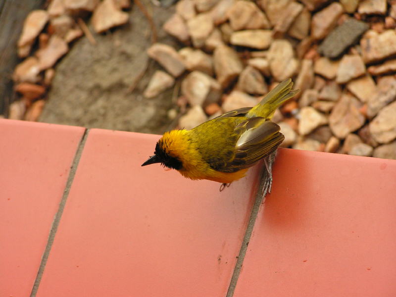 pictures from Uganda