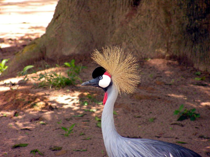 pictures from Uganda