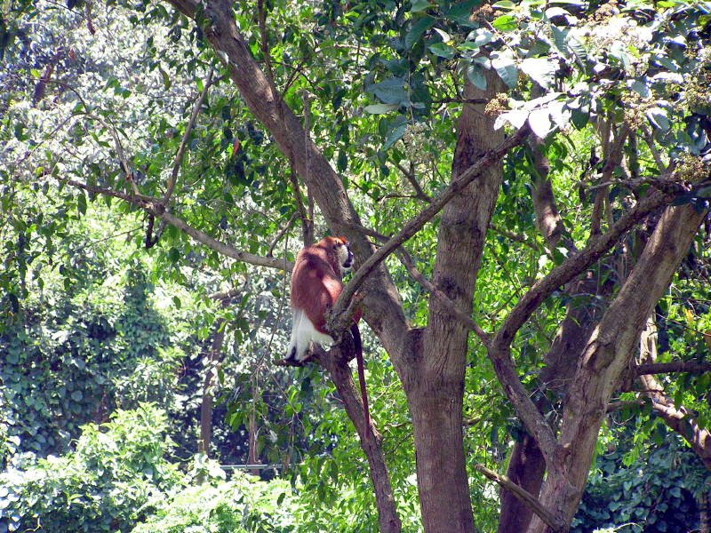 pictures from Uganda