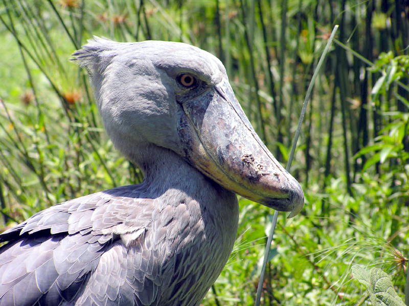 pictures from Uganda