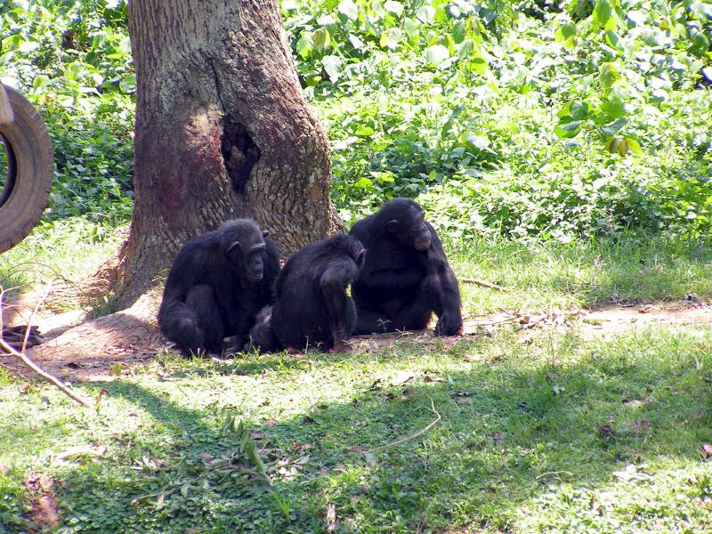 pictures from Uganda