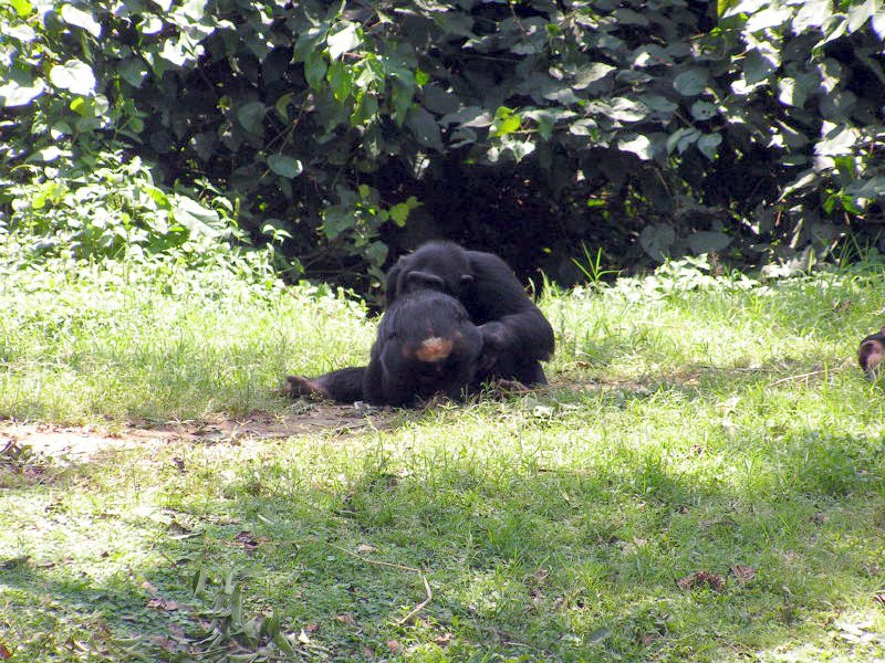 pictures from Uganda