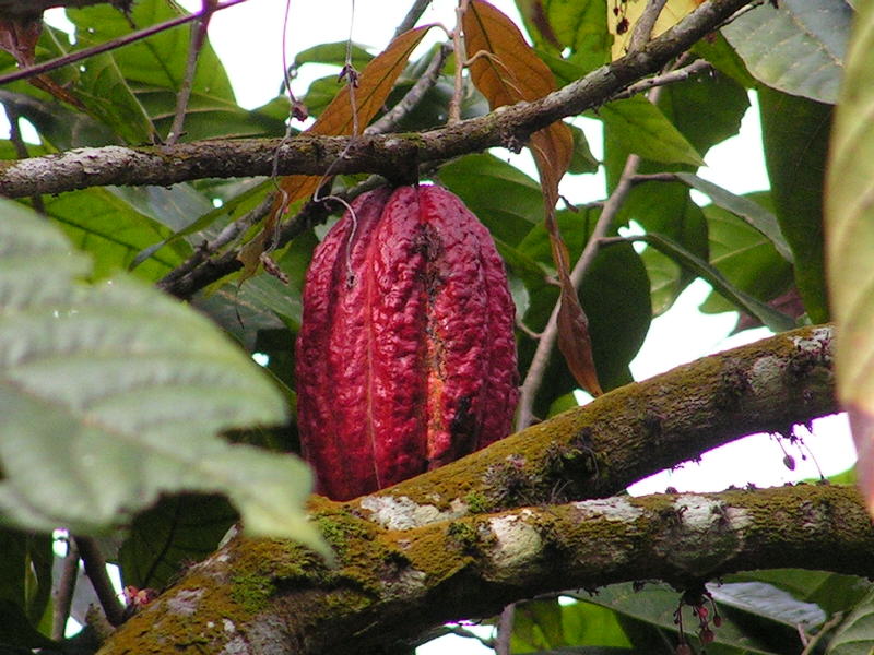 Pictures from Sao Tome