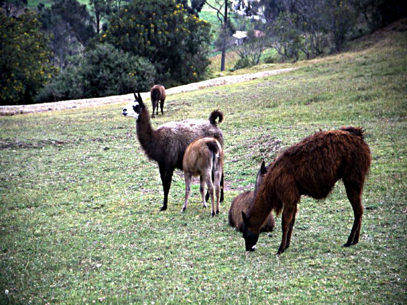 Pictures from Ecuador