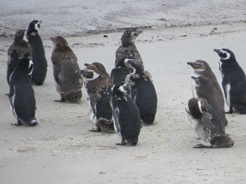 Pictures from the Falkland Islands