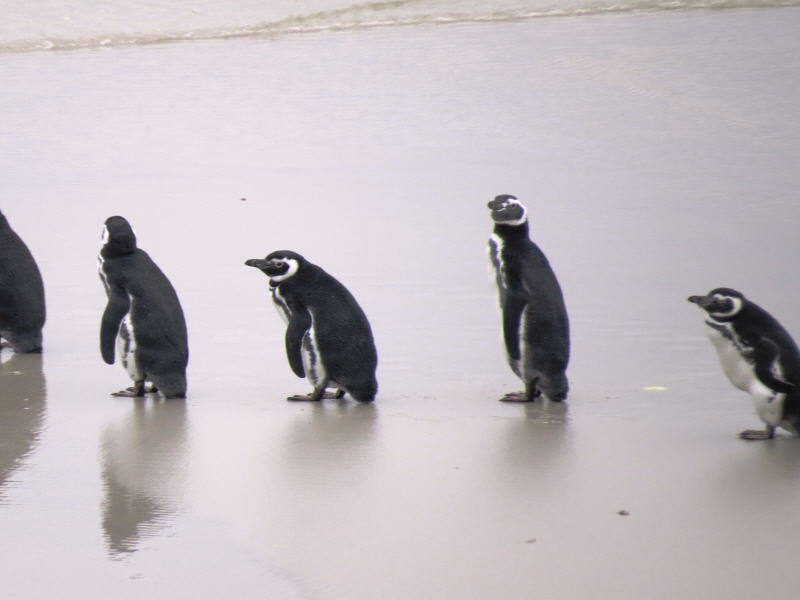 Pictures from the Falkland Islands