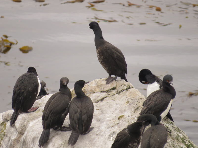 Pictures from the Falkland Islands