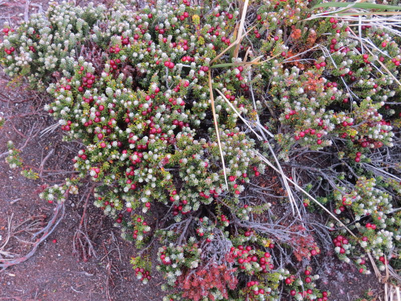 Pictures from the Falkland Islands