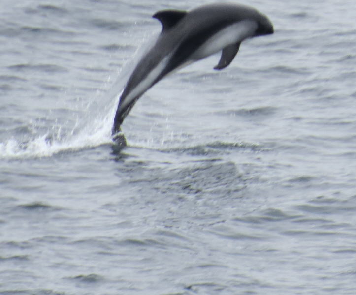 Pictures from the Falkland Islands