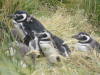 Pictures from Falkland Islands
