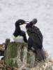 Pictures from Falkland Islands

