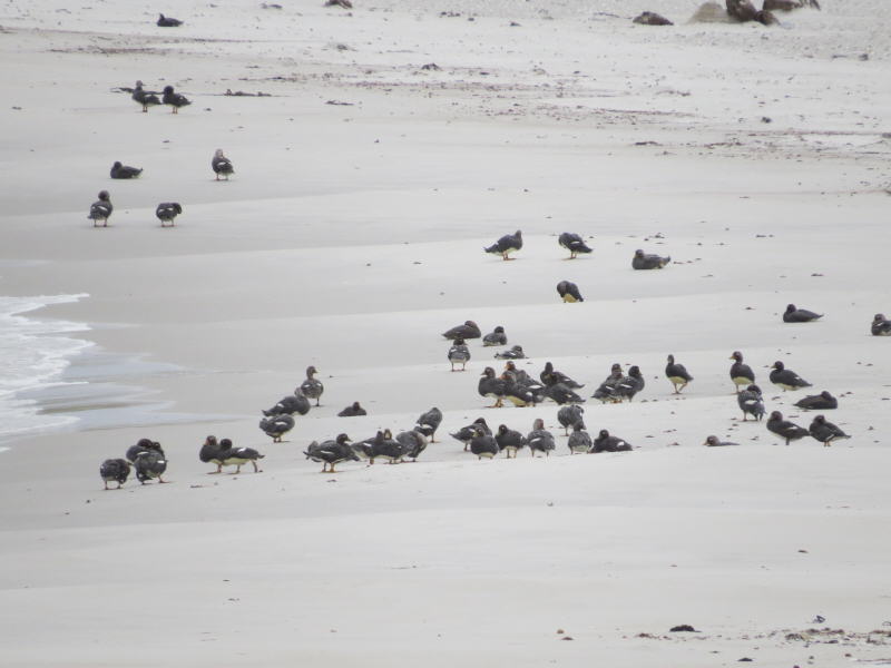 Pictures from the Falkland Islands