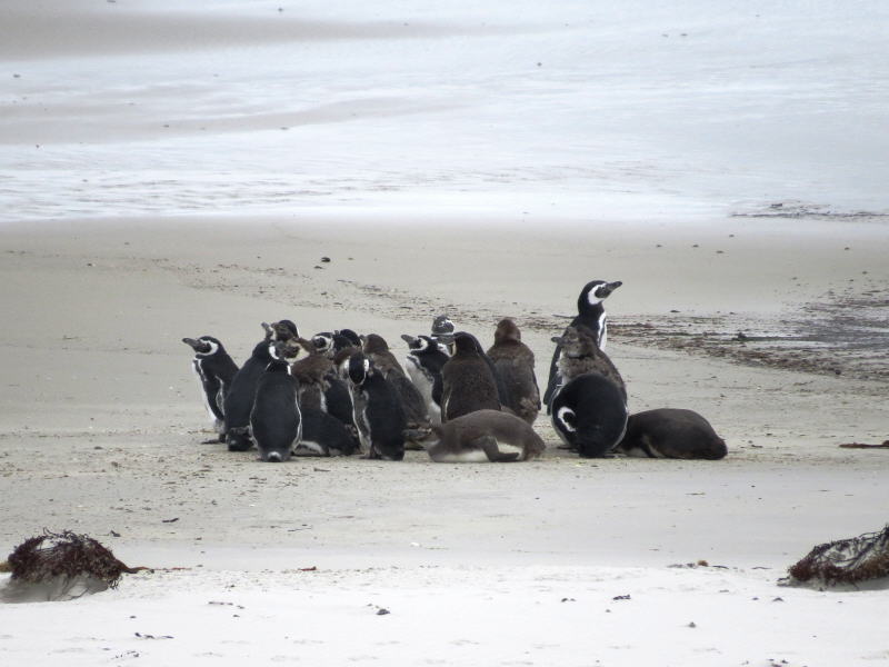 Pictures from the Falkland Islands