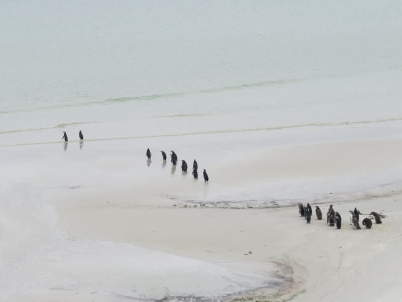 Pictures from the Falkland Islands