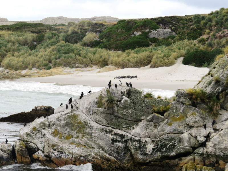 Pictures from the Falkland Islands