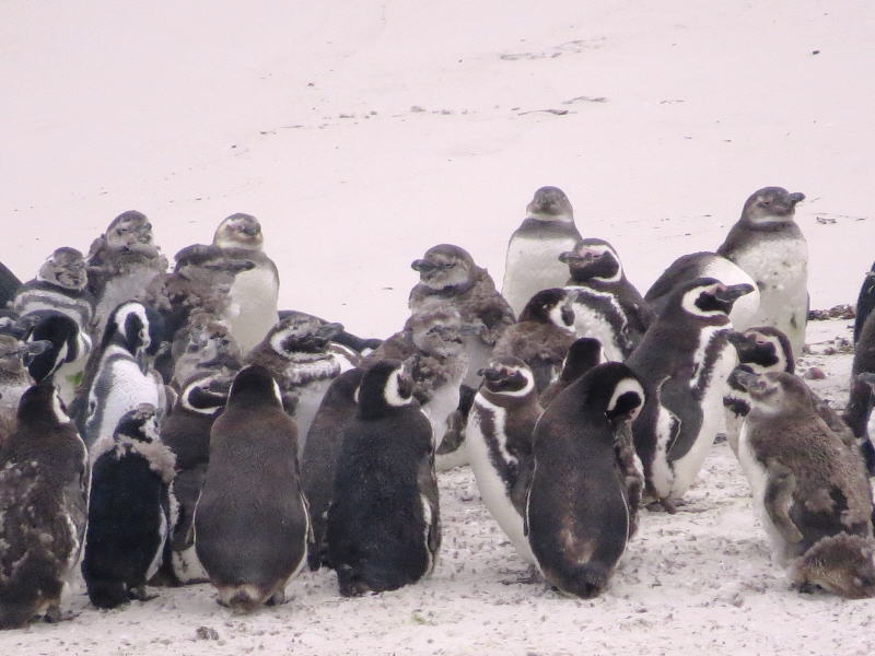 Pictures from the Falkland Islands