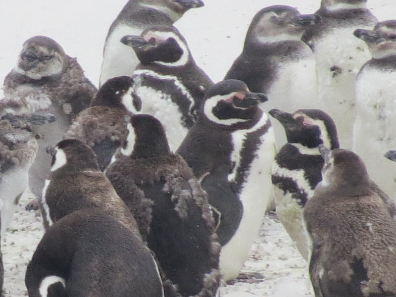 Pictures from the Falkland Islands