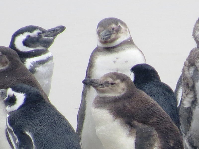 Pictures from the Falkland Islands