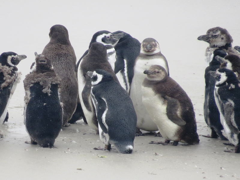 Pictures from the Falkland Islands