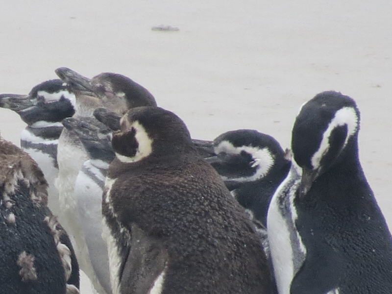 Pictures from the Falkland Islands