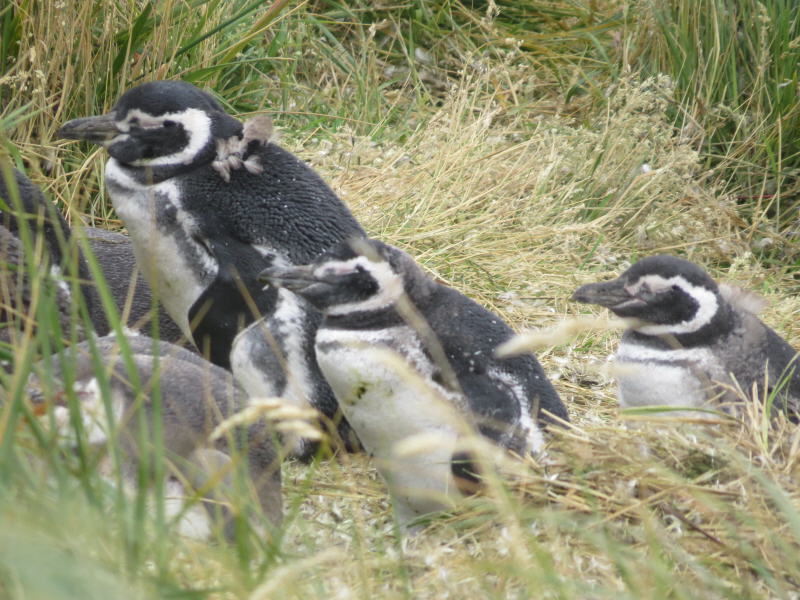 Pictures from the Falkland Islands