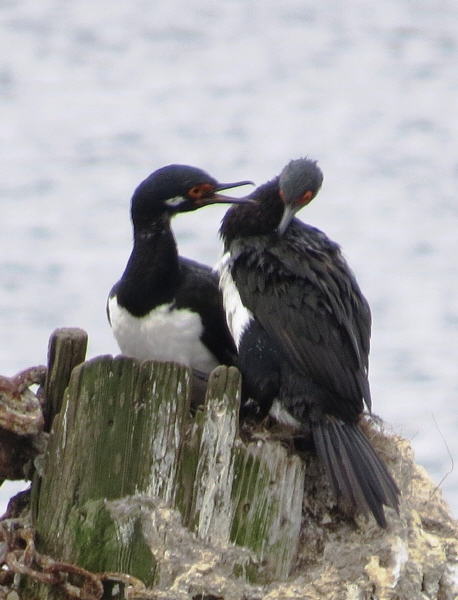 Pictures from the Falkland Islands