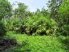 Pictures from Puerto Limon