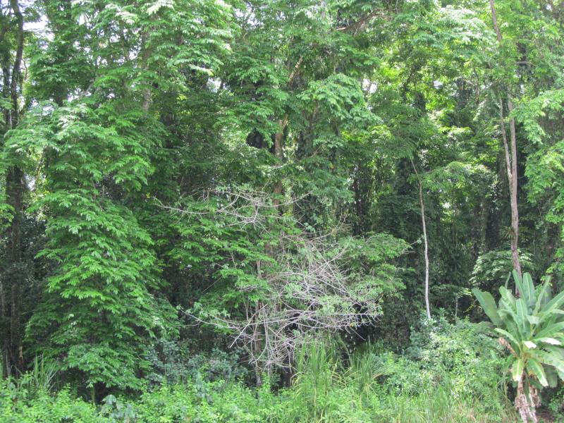 Pictures from Puerto Limon