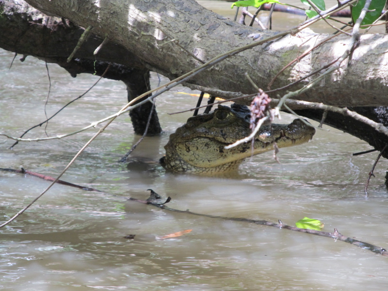 Pictures from Puerto Limon