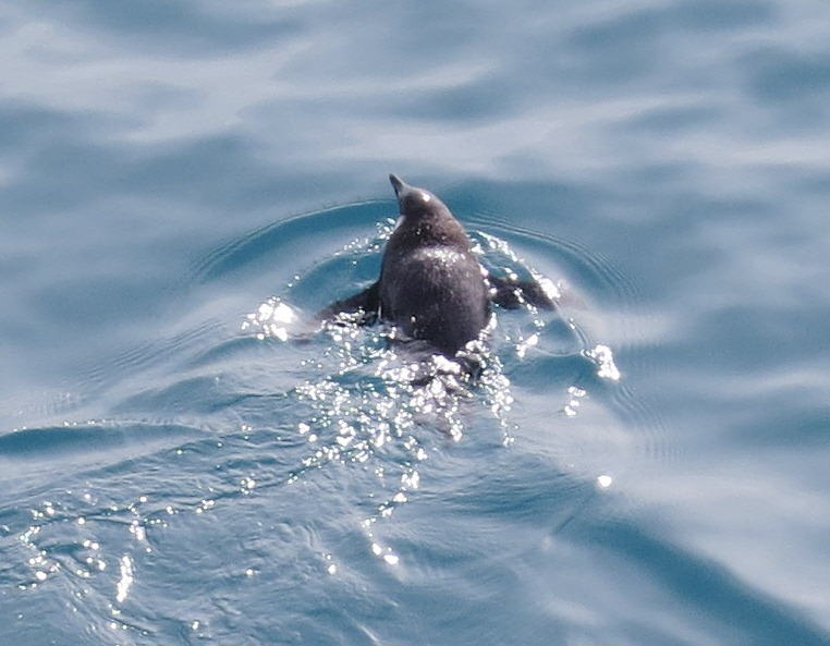 Pictures from the Antarctica