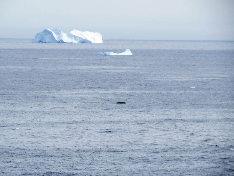 Pictures from the Antarctica