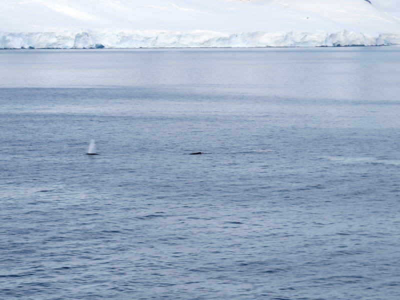 Pictures from the Antarctica