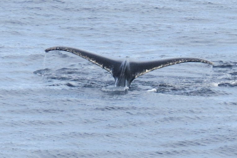 Pictures from the Antarctica