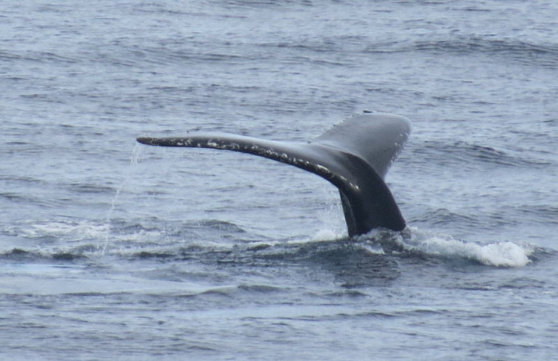 Pictures from the Antarctica